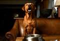 WATCH: Inverness Crufts winner is barking mad for the Drumossie Hotel’s canine cuisine